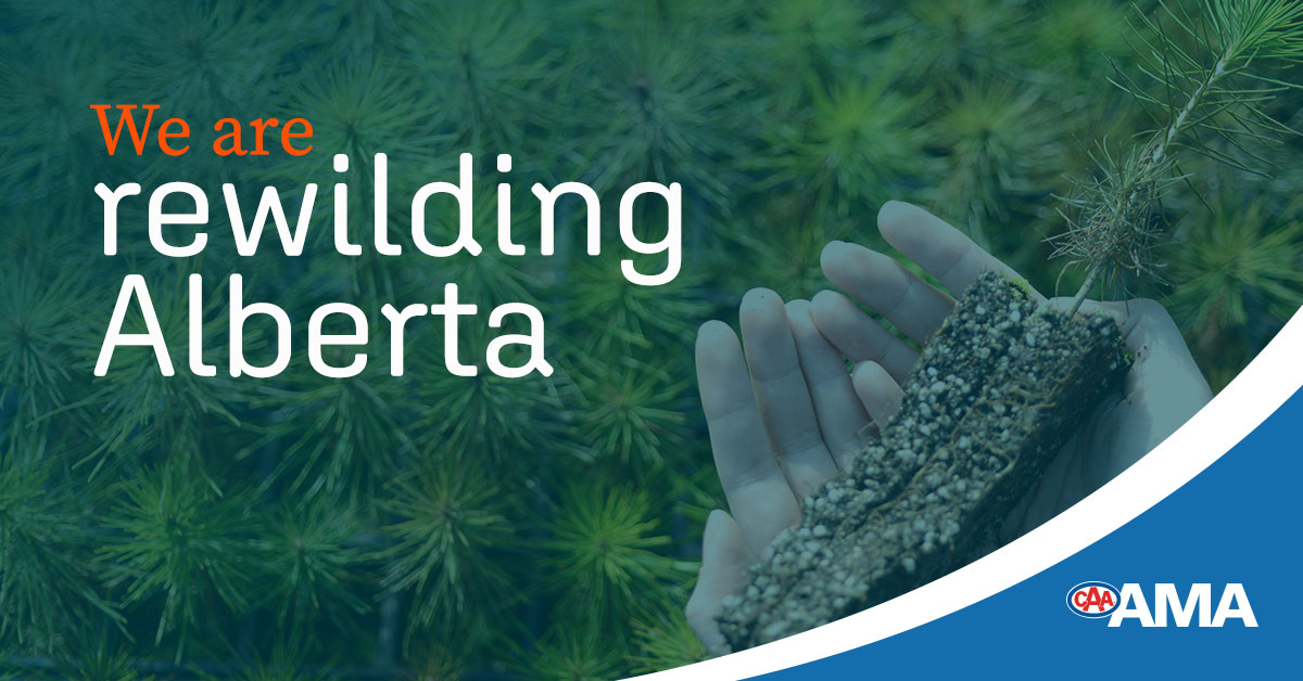 AMAcommunity's tweet image. It&apos;s go time! 🌲  

We&apos;re helping grow a forest to capture carbon naturally, and our team has already started. This is one way to recognize our 100-year anniversary—planting 100 hectares of forever forests. Check out with we&apos;re doing with #ProjectForest! bit.ly/3krt1Ic