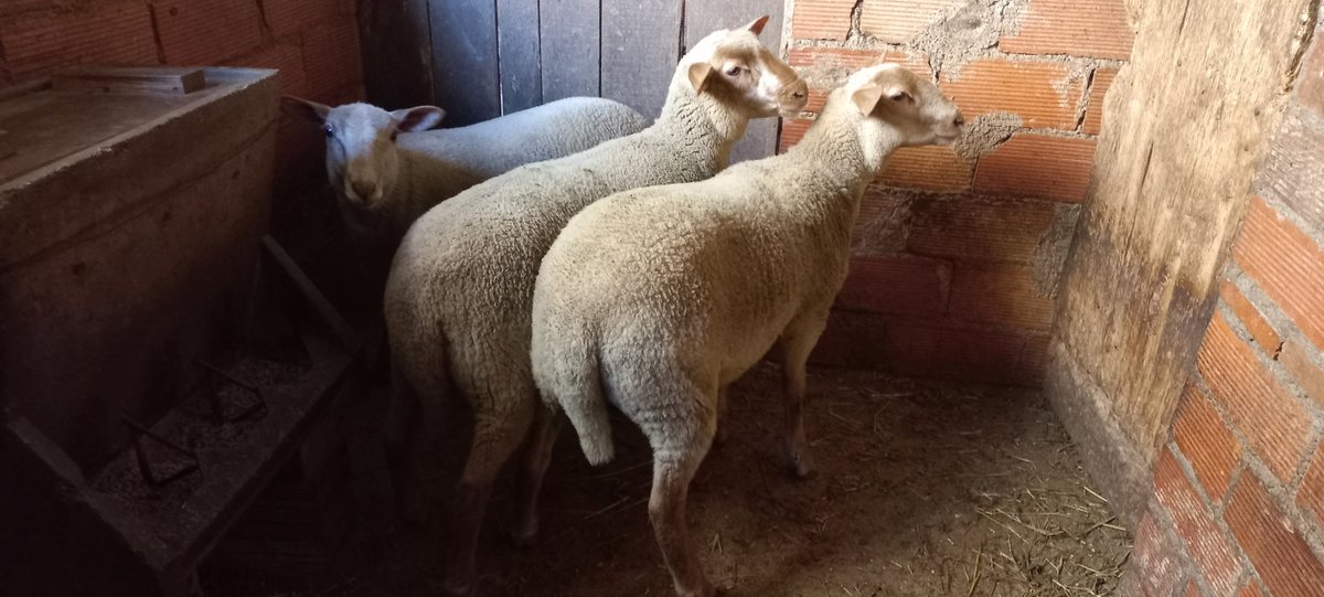 ericfreixa10's tweet photo. 3 xaies roges nascudes a casa😍😍 https://t.co/oIfwKRVto8