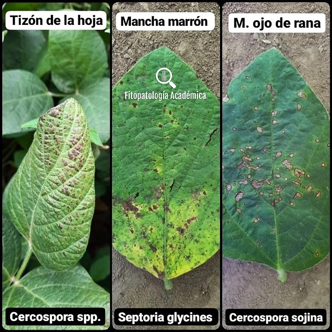 ScandoloNicolas's tweet photo. Diferencias visuales entre Tizón de la hoja (Cercospora spp.), Mancha marrón (Septoria glycines) y Mancha ojo de rana (Cercospora sojina) en el cultivo de soja 🔎🌱🍄

#monitoreo #soja #soybean #agro #fitopatologia #fungicidas #fitopatologiaacademica #cercospora #septoria https://t.co/LIyii8KJC4