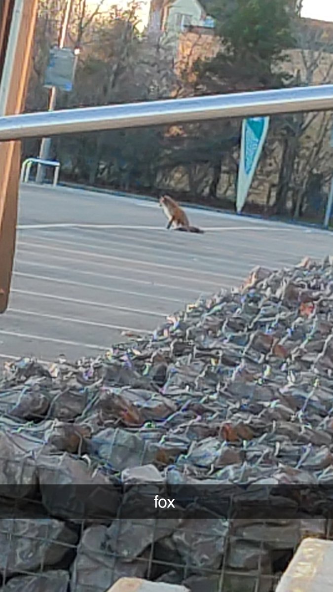 nob13flower's tweet photo. I was kissing my boyfriend in a car park today and then stopped to watch this little guy sitting and all I could think about was how I was having a Thomas Sanders moment https://t.co/vJpiUa4Rhn