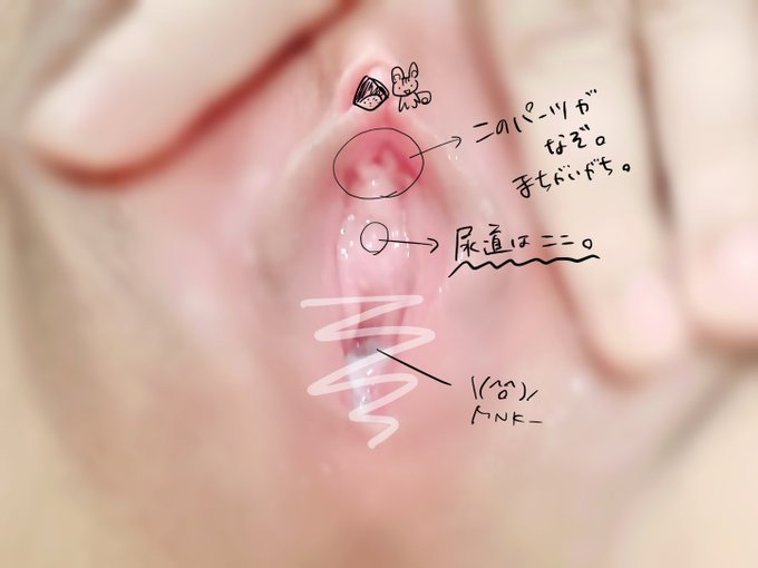 女子尿道の位置を説明したいとおもって自分のまんをしげしげと眺めてたんだけど、子供の頃この謎パーツ(小陰唇あわせめあたり)が尿道だと思ってたのを思い出した。なんなのこの穴っぽいデザイン！！！！てか女子たち、これみんなこうなってる&hellip;？私だけ？<a href="/tag/%E6%80%A7%E7%99%961%E3%81%A4%E6%99%92%E3%81%97%E3%81%A6%E3%81%84%E3%81%84%E3%81%AD%E3%81%95%E3%82%8C%E3%81%9F%E3%82%89%E7%B6%9A%E8%A1%8C%E8%A6%8B%E3%81%9F%E4%BA%BA%E3%82%82%E3%82%84%E3%82%8C"class="tags"><span>#性癖1つ晒していいねされたら続行見た人もやれ</span></a>