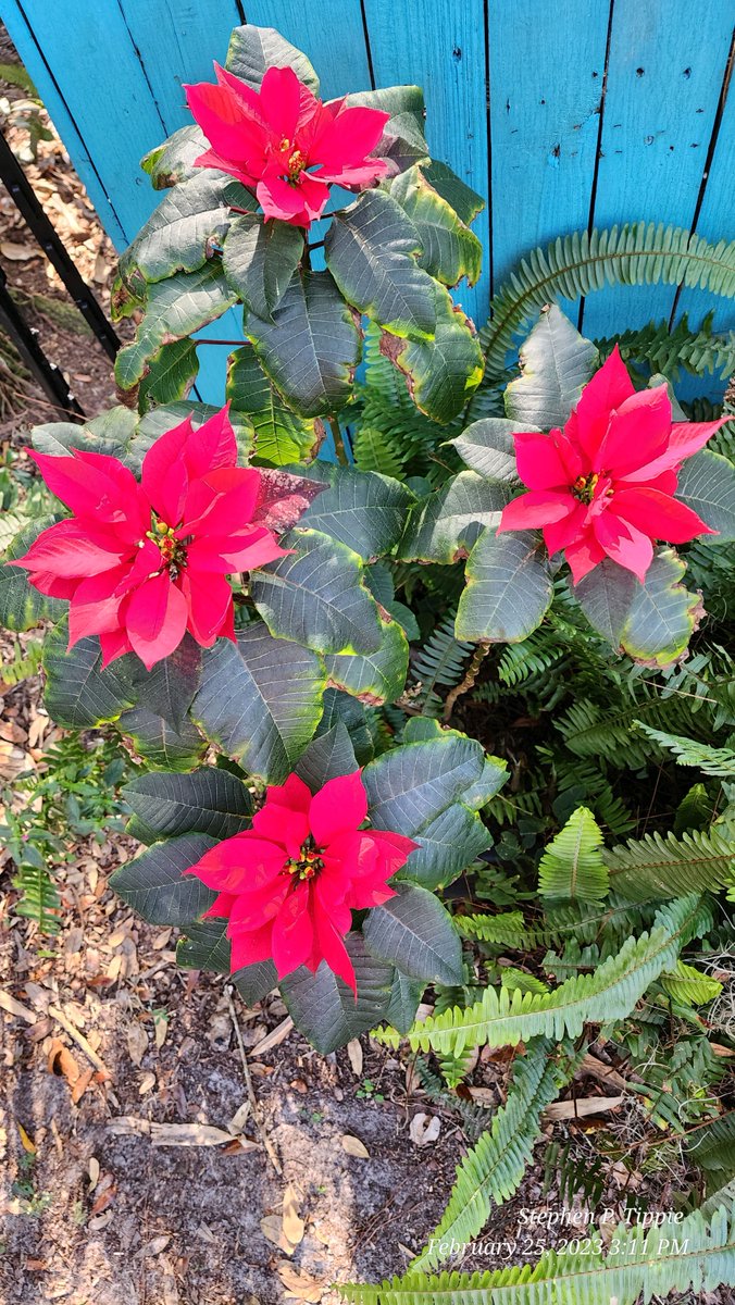 #poinsettia #red #winter #colorchange #amaturephotographer #plantphoto #nature #plants