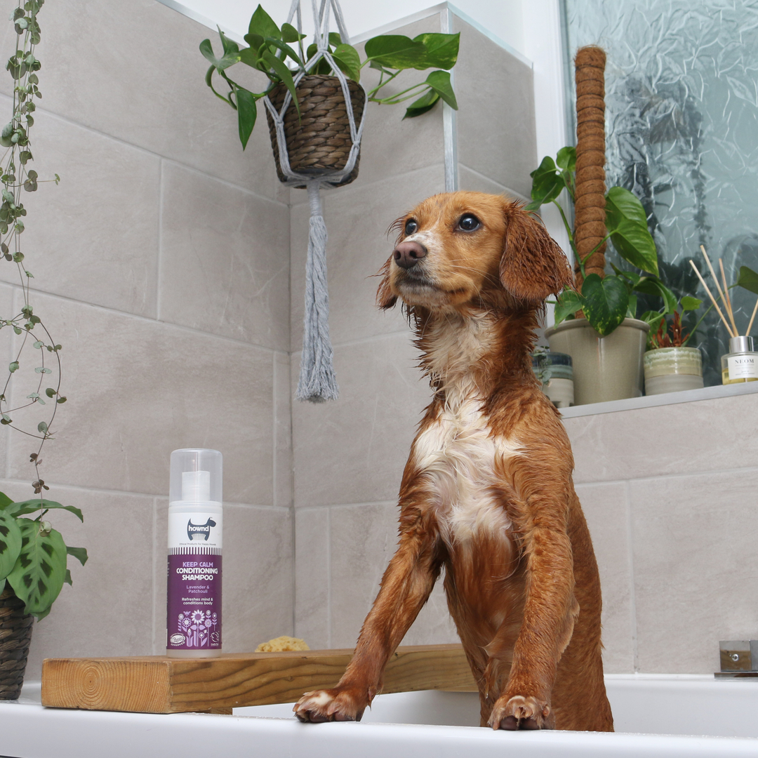 DogsLoveHownd's tweet photo. Staring at Mum waiting for her to come back and finish cleaning me with the Keep Calm Conditioning Shampoo! 🥰
@that_cockapoo_ivy
•
•
#crueltyfree #HOWND #ethical #HappyHownders #dogsofinstagram #allnatural #grooming #doggroominglife #doggroomingofinstsagram #doggroominguk https://t.co/JsMfDqqtbl