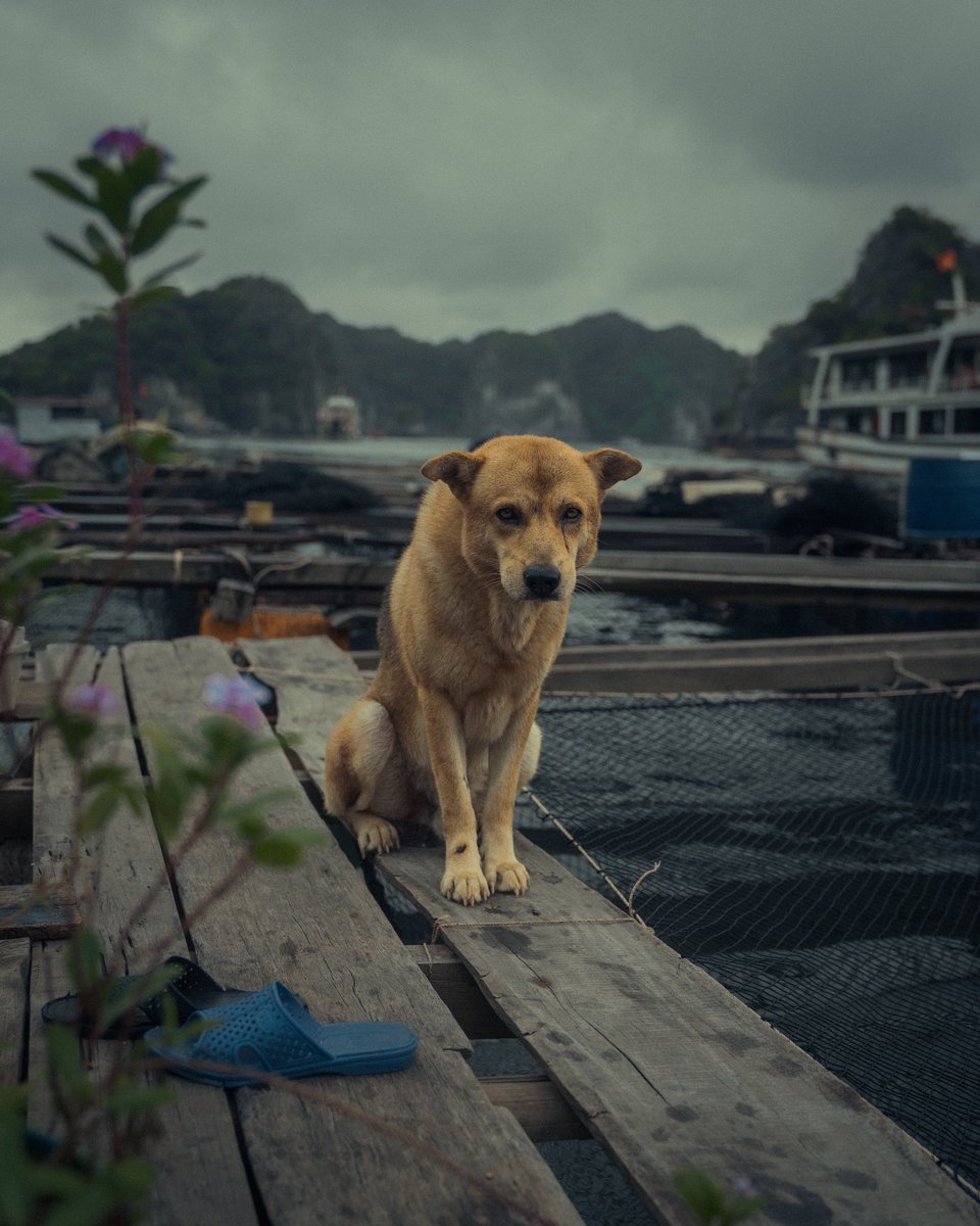 This is a story of a fisherman and his loyal dog, living somewhere on a floating house in Vietnam