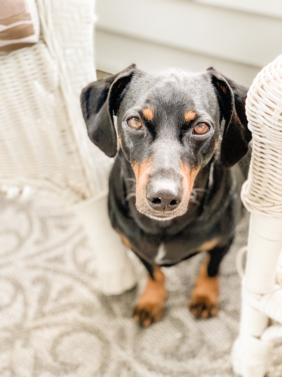 #Californians allow their dogs at so many more places .. when I visit it makes me miss mine more, because I am reminded more of him.  Us #eastcoasters could learn a thing or two.  

#teamdachshund #lovemydog