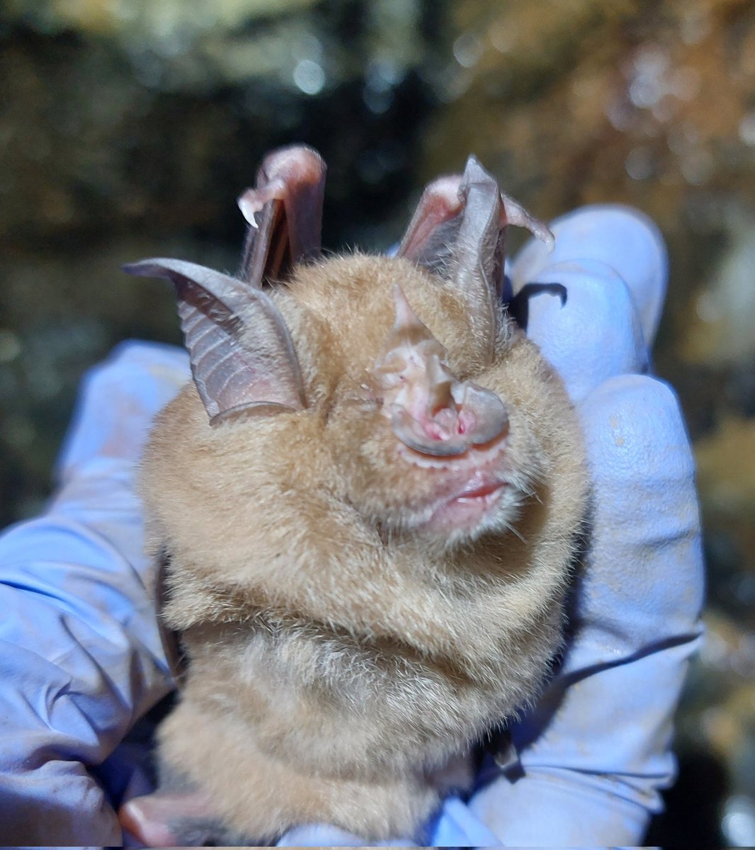 Deployed the last radiotags of the season today. This lovely fluff-ball stayed asleep while we put on her tag (using glue designed for attaching human stoma bags). We will be tracking where she goes to feed over the next 5-6 weeks until the tag drops off 🦇 💤 @Tech4Wildlife