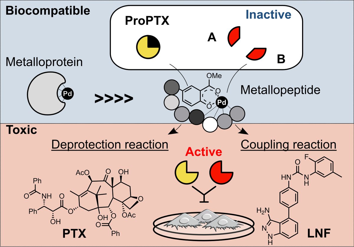 ana_aperezl's tweet photo. Happy to share our latest work @ACSPublications  from @RappsilberLab @adambelsom  @RappsilberJuri A catalytic peptide to mediate bioorthogonal chemistry by synthesizing two anticancer drugs: paclitaxel and linifanib in lung cancer cells. https://t.co/0AKjU3mw9e https://t.co/7VoAmY8gTB