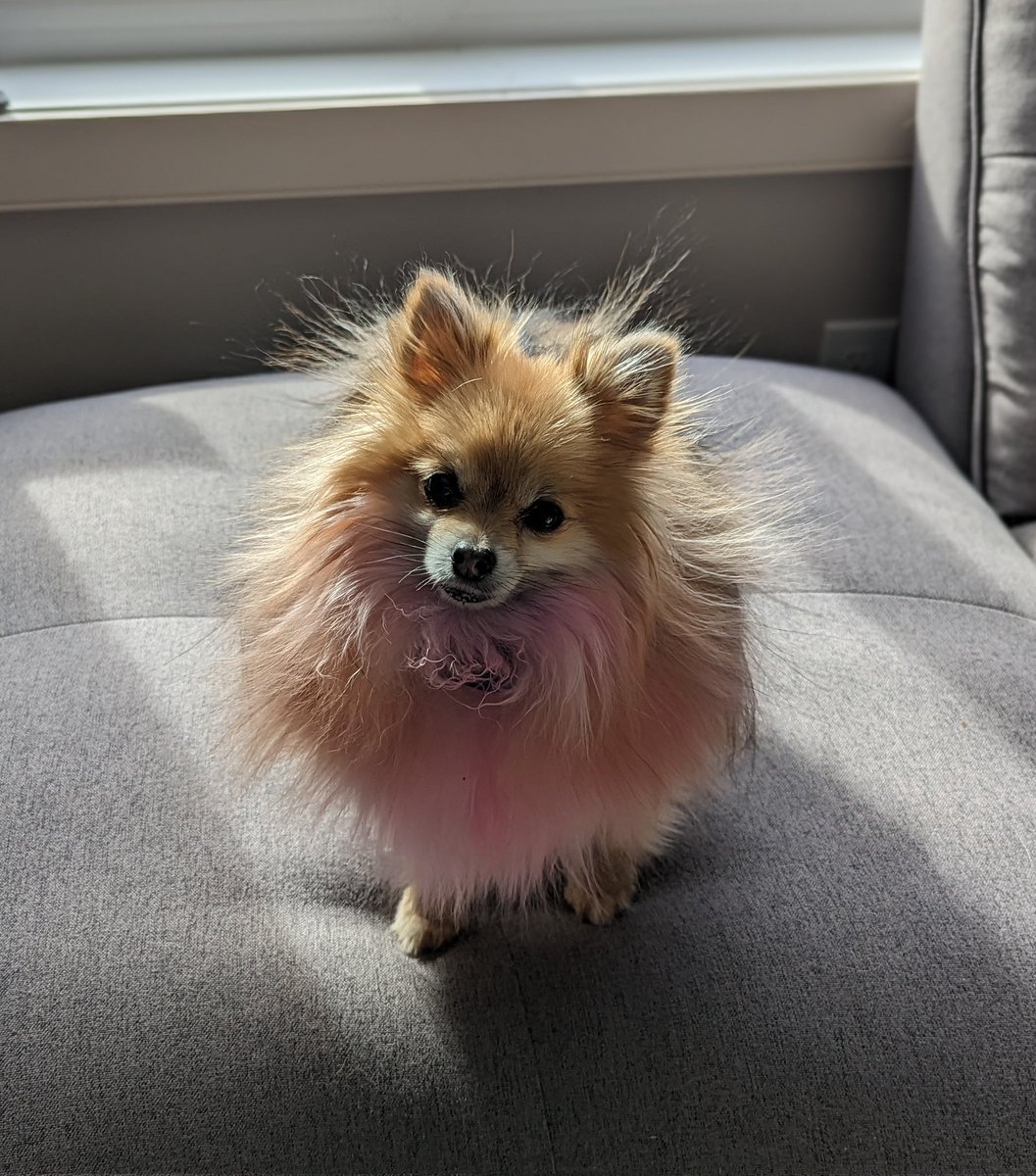 PupperEevee's tweet photo. Feeling pretty Jolteon today https://t.co/TtG0UmlaFy