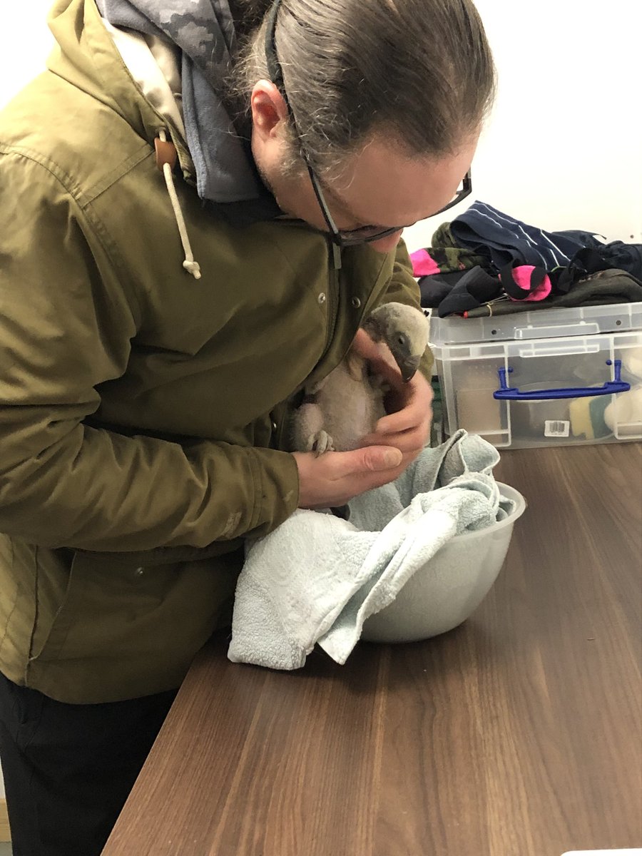 1st health check for our 2 week old Eurasian Griffon Vulture chick. Thankfully he is strong, in good health and thriving! 

#vulture #chick #breeding #scavenger #vet #healthcheck #health #eurasiangriffonvulture #gypsfulvus #baby #cute #conservation #worldofwings #birdofpreycentre