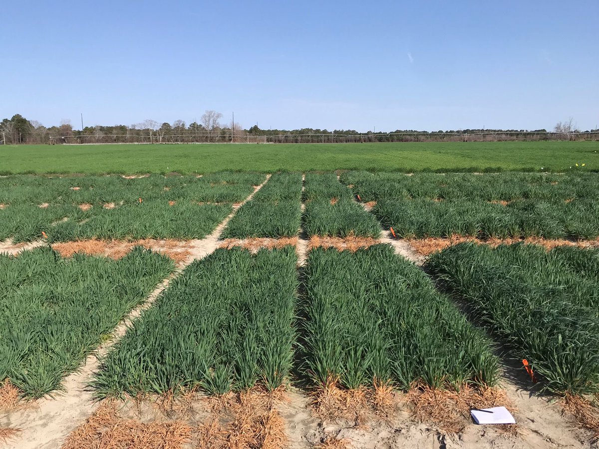 Wheat 🌾 and oat plots getting close to their first application of iQForte #biostimulant.