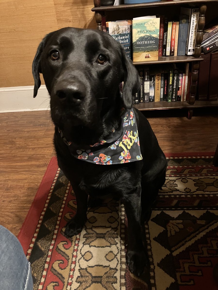 #blacklabs <a href="/blacklabs/">black labs</a> Mardi Gras!!