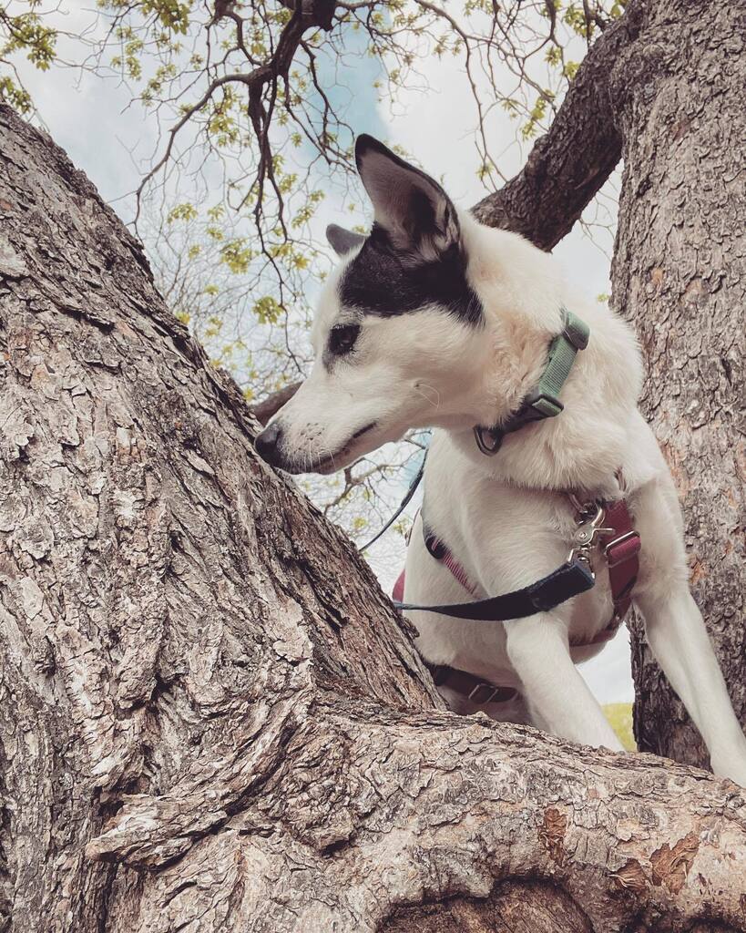AllieLarkin's tweet photo. Me: Maybe I shouldn’t just post pictures of my dog all the time.
Roxy: (climbs a tree)
#dailyroxydog #huskymix #dogsintrees https://t.co/zhkMzOi96G https://t.co/Rzlga4jLMx