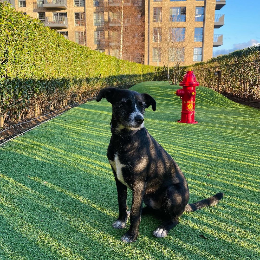 It's me, Hi.👋 I'm your favourite, It's me. 🐾 Flynn, our resident dog, loving is own space in the dog run in Ferrum. #Repost @flynnthewoof 📸