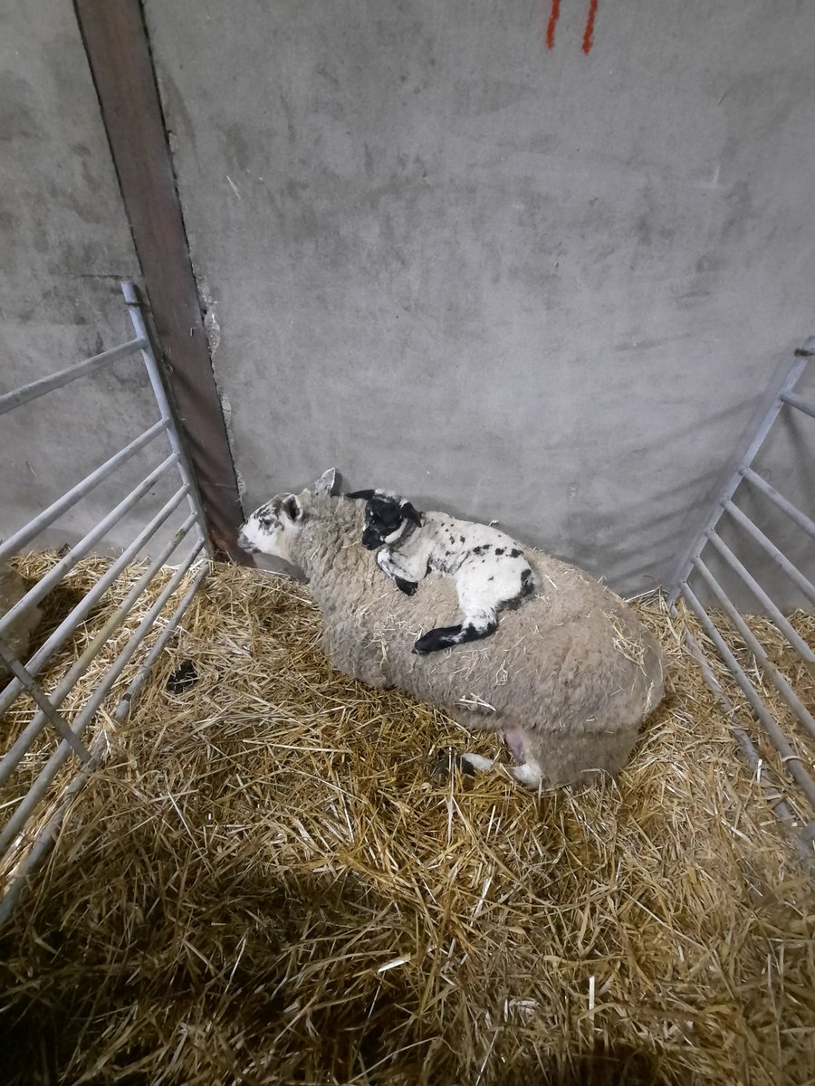 Not quite 7pm, my first day in the lambing shed and over 12600 steps already. #busydays #lambdemic