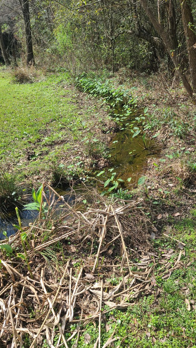 Now to start dredging the stream 
#gardening #Streams #springgardening