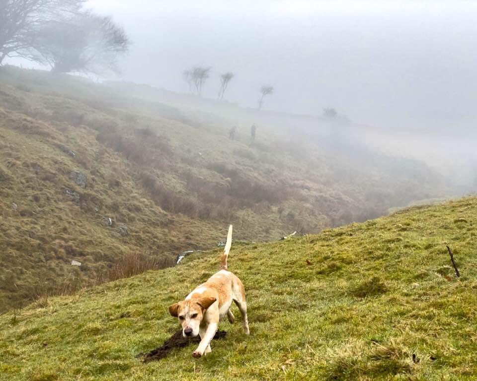 lurcherwork's tweet photo. #beagles #beagling #houndsports #followhounds #hounds #huntingwithhounds #scenthounds https://t.co/uK0Eij21PI