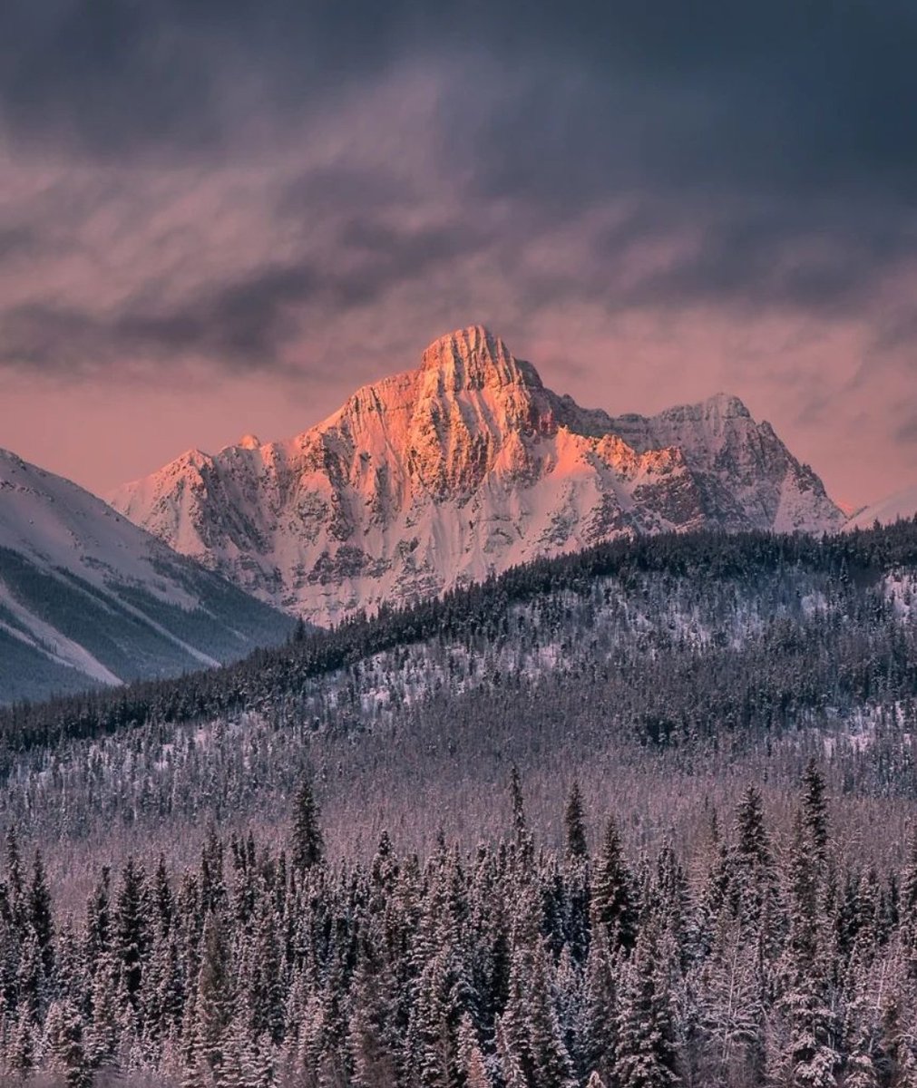 Snow covered peaks in Jasper looking pretty in pink.