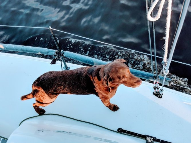 AlgaeBurger's tweet photo. @LakeOntario16 @LakeErieNorth @LakeMichigan13 @LakeHuronRolls @LakeSuperior @GLCommission @GLSPartnership Farley (aka Limnology Lab,  Adventure Puppy) born Earth Day, named after Farley Mowat. Hanging out in @LakeOntario16 ice arches with his fam, catching waves in @LakeMichigan13, sailing on @LakeSuperior, camping at Kilbear on  @LakeHuronRolls shores - Erie pics not shown #GLMascot https://t.co/E4xhylf1Ue