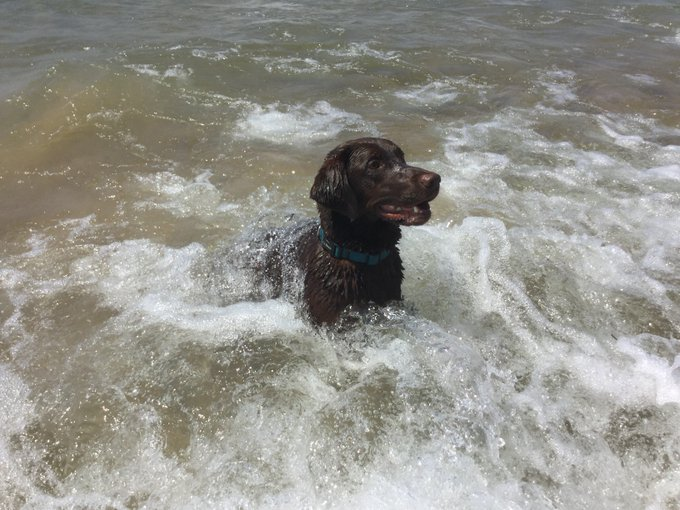 AlgaeBurger's tweet photo. @LakeOntario16 @LakeErieNorth @LakeMichigan13 @LakeHuronRolls @LakeSuperior @GLCommission @GLSPartnership Farley (aka Limnology Lab,  Adventure Puppy) born Earth Day, named after Farley Mowat. Hanging out in @LakeOntario16 ice arches with his fam, catching waves in @LakeMichigan13, sailing on @LakeSuperior, camping at Kilbear on  @LakeHuronRolls shores - Erie pics not shown #GLMascot https://t.co/E4xhylf1Ue