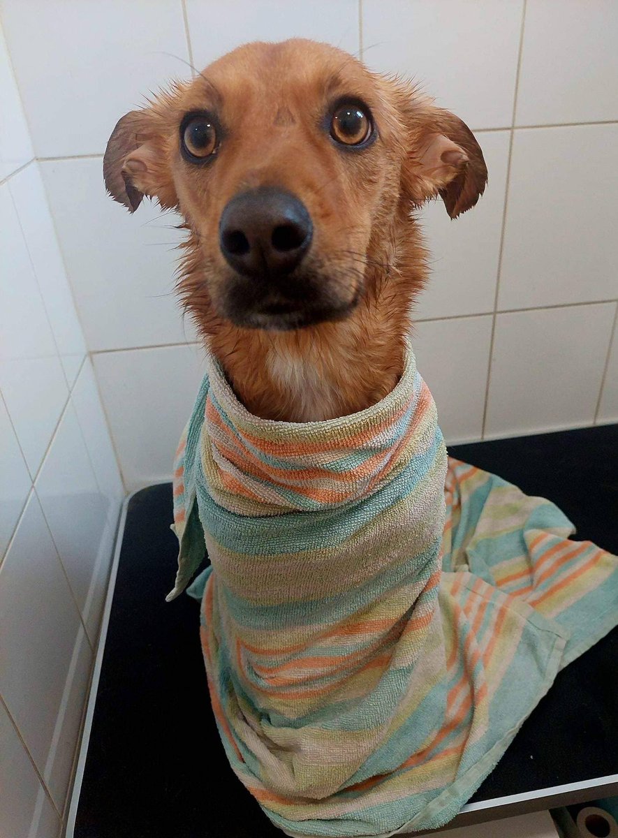 ju_jegorova's tweet photo. Looking forward to reuniting with this baby burrito (she is not a fan of SPAs)🥒🧖♀️🐶🌯 #Lunka https://t.co/1yzJOebwtP
