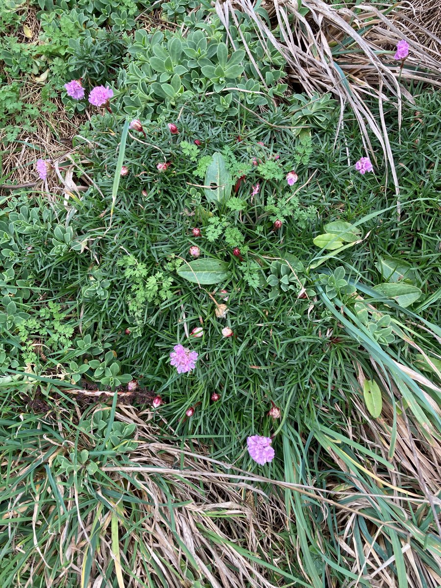 jennerwren's tweet photo. Delighted to find these on Friday in a sheltered corner of @WalesCoastPath near Tyddewi (St David's)  - #thrift (#armeriamaritima), #seacampion (#sileneuniflora) &amp; #commonfumitory (#fumariaofficinalis) - I think. #WildflowerHour #SignsOfSpring @wildflower_hour https://t.co/w1xDHipBhJ