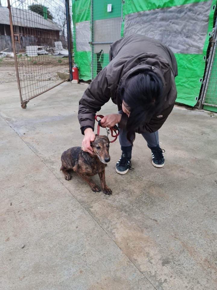 AdAstraRescue's tweet photo. Pipí, Oreo, Donald and Mindy ❤️🐾 #newnames #helpozegadogs #RescueDogs #doglovers #safenow #rescuemission https://t.co/DkYkjtt7oH
