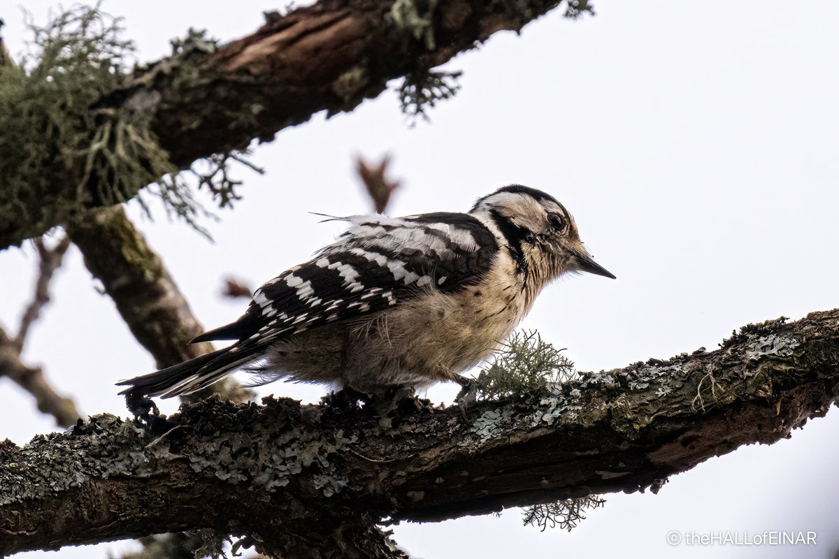 David @ The HALL of EINAR (@thehallofeinar) on Twitter photo A lovely half an hour in fading light with a Lesser-Spotted Woodpecker on Dartmoor this afternoon.
It's always a shock to be reminded just how small they are.
<a href="/lesserspotnet/">LesserSpot Network</a> A lovely half an hour in fading light with a Lesser-Spotted Woodpecker on Dartmoor this afternoon.
It's always a shock to be reminded just how small they are.
<a href="/lesserspotnet/">LesserSpot Network</a>