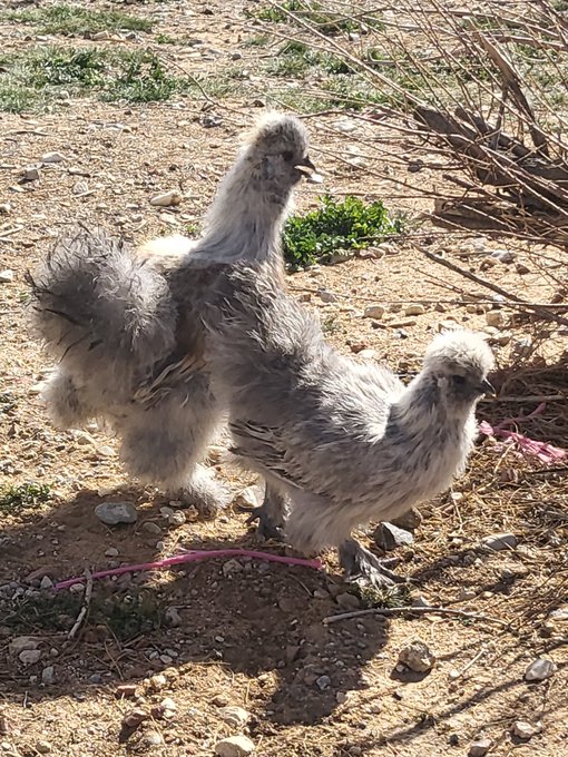 My new chickens there so cute https://t.co/ktxxfmM4rU