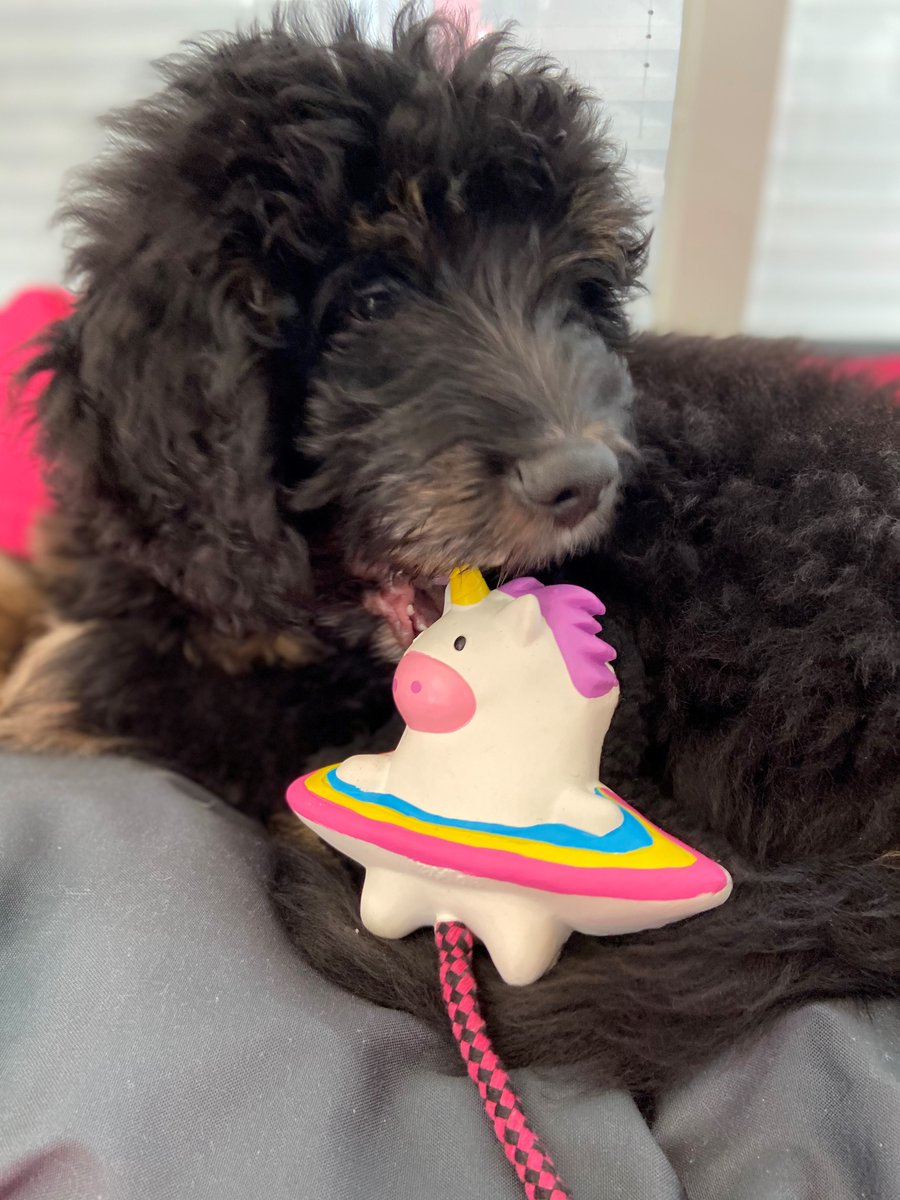 maxundmollyde's tweet photo. Meet Magic Mikey, one of our top toy loved by dogs like Karl! ๐ถ With its unique design and durable material, Magic Mikey is perfect for hours of playtime. Get yours today and let the fun begin! ๐พ #MagicMikey #DogToys #PetLovers #snugglestoys #maxandmolly https://t.co/oBRI8L1tqW