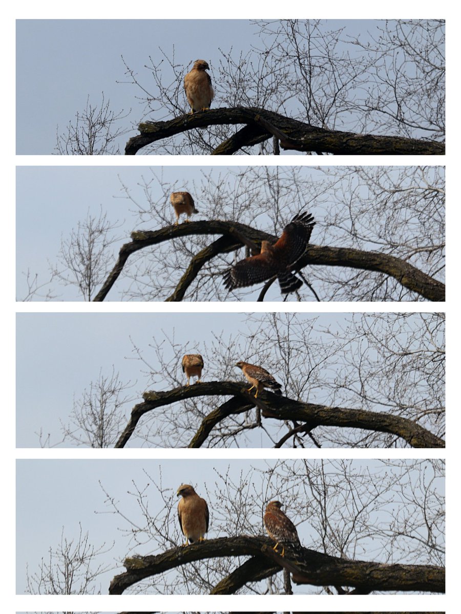 Red-shouldered hawks Granite City, Illinois