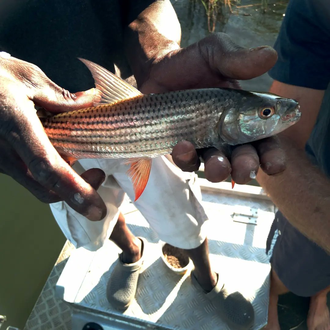 reallifesafaris's tweet photo. #fishinglifestyle #troutfishing #boat #sportfishing #pikefishing #lake #fishingtime #reallifesafaris #kayakfishing #kyaking #adventure #river #fishingday #fishinglures #travel #saltlife #ocean #tigerfish #smallmouthbass #followers #camping #fishingfun #boating #freshwaterfishing https://t.co/Pafj29hku3
