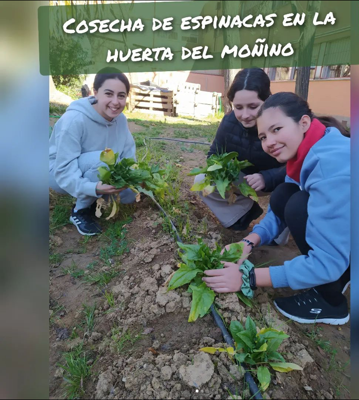 RodriguezMonino's tweet photo. Seguimos recogiendo los frutos de la huerta de invierno del IES Rodríguez Moñino, en esta ocasión espinacas y brócolis. https://t.co/W8RMSgMrJL