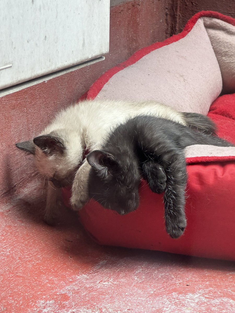 EdgarNunezM's tweet photo. Derrotados …. 😂 #gatosderestaurante https://t.co/h0QZx1KAfh