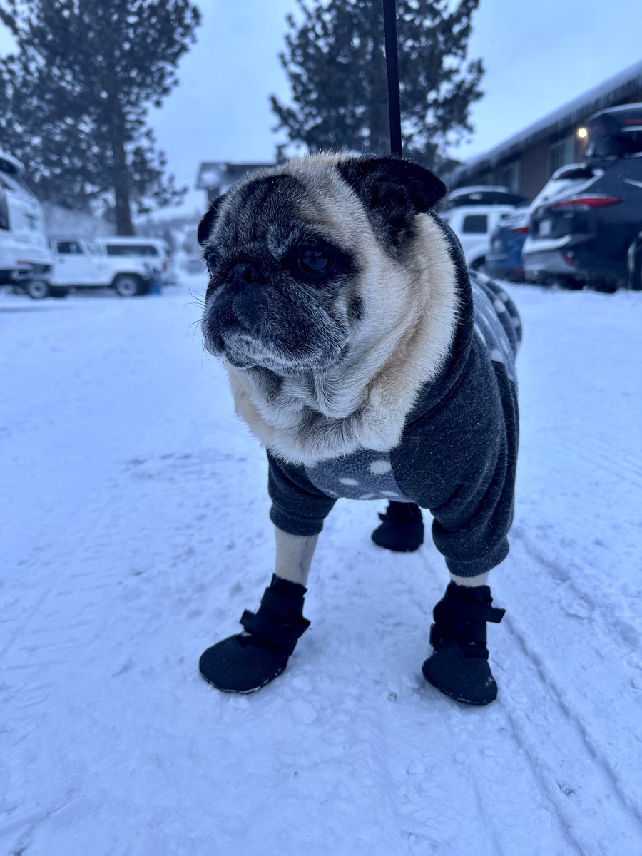 Gus:”My ‘Sister’ Bailey freezing🥶 outside the Condo in Mammoth. What the?❄️” #Pugs #Freezing #MammothLakes #Puglife #Dogs #SoCal #SanDiego