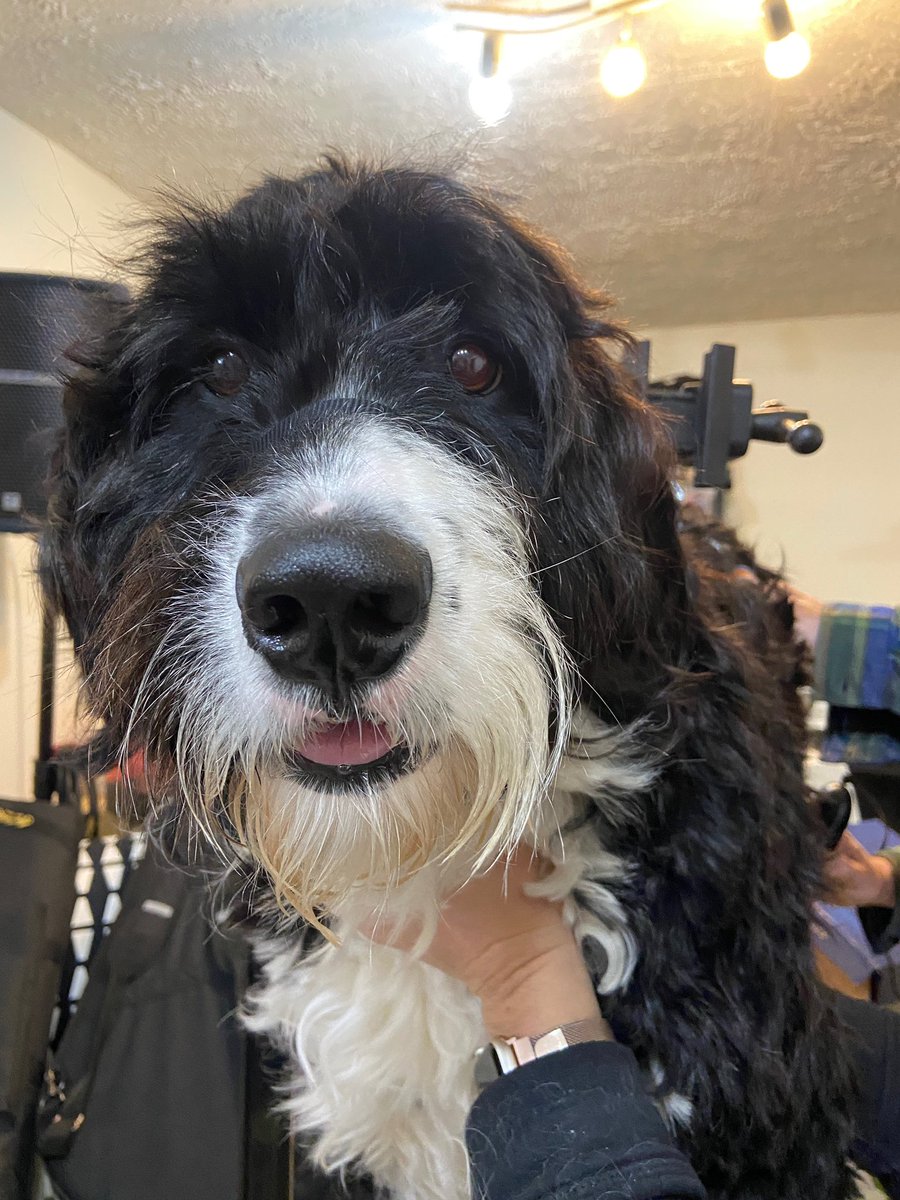 Winter haircut today! Humans are taking bets about how long my paws will stay white. Any guesses?