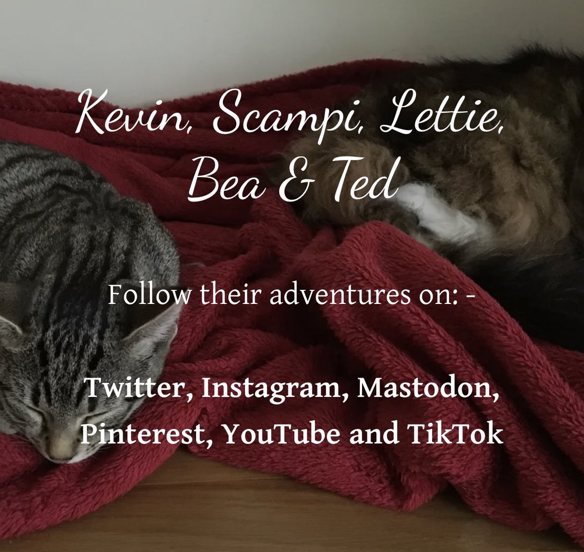 Please RT: you can also follow Scampi, Lettie, Bea, and Ted at: 

- Website: fluffytrousers.com
-TikTok:  tiktok.com/@fluffy_trouse…
- Instagram:  instagram.com/kevinandscampi…
-YouTube:  m.youtube.com/channel/UC0r7c…

#FluffyTrousers #KevinAndScampi ♥️🐾— Hazel and Remy