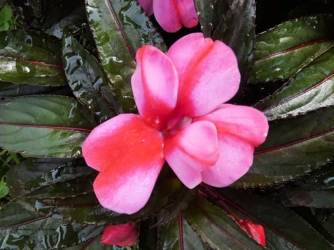 ArtistKimmary's tweet photo. Breathtaking Impatiens

#impatiens #flower #photography #nature #naturephotography #art #ArtistOnTwitter https://t.co/Cw6oiRdede