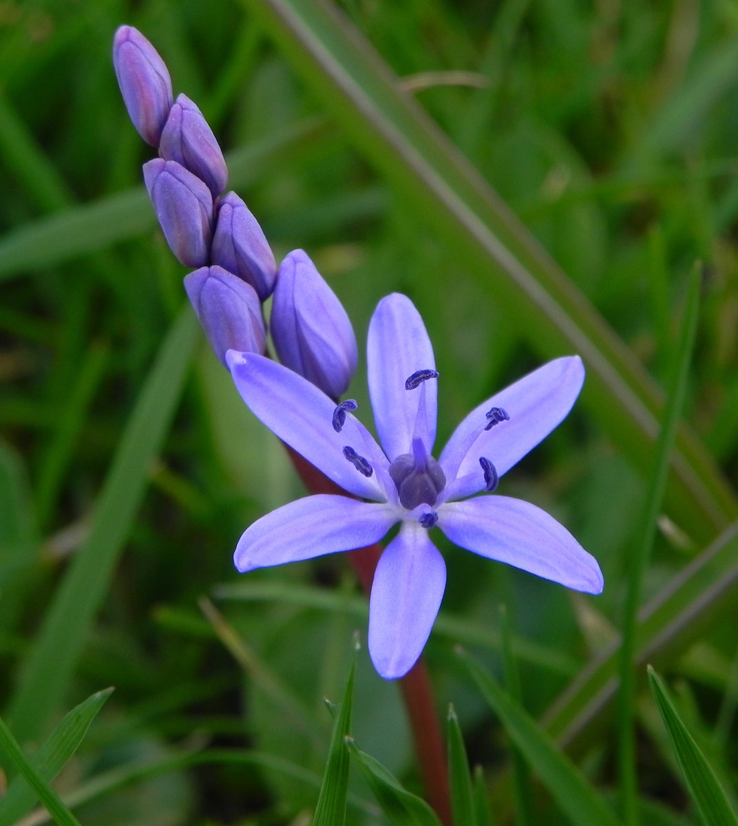 #Scillabifolia, de #vroegesterhyacint is de eerste van een voor mij bijzondere reeks blauw-violet bloeiende stinzenplanten, die bloeien tm mei. De vroege sterhyacint is klein en fragiel maar zo mooi en in grote groepen zeer indrukwekkend! #stinzenplant