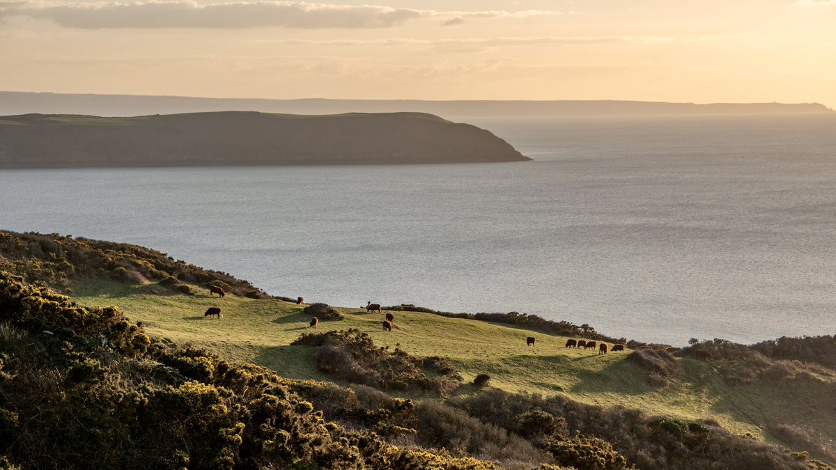 mcsparkyj's tweet photo. Walkies over Black Cloud Hill this evening and there was too many nice scenes to mention π
ππΆπΆπ
#woolacombe #mortehoe #norhdevon https://t.co/9xpfoFx0X1