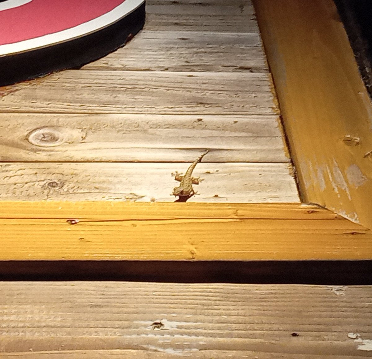 iriguchi0hama's tweet image. ニンゲンは木曜から旅行に出ておりました。今日お昼に帰宅予定。
ごんは元気そうとの報告。先週ちょっと白かったけど、脱皮したかな…
写真は旅先で出会ったヤモリさんたちと風景。また行く。
#saipan ＃tinian #gecko #sunset #beachlife #サイパン