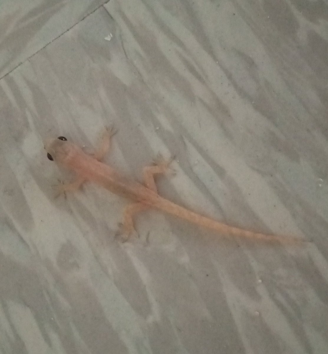 iriguchi0hama's tweet image. ニンゲンは木曜から旅行に出ておりました。今日お昼に帰宅予定。
ごんは元気そうとの報告。先週ちょっと白かったけど、脱皮したかな…
写真は旅先で出会ったヤモリさんたちと風景。また行く。
#saipan ＃tinian #gecko #sunset #beachlife #サイパン