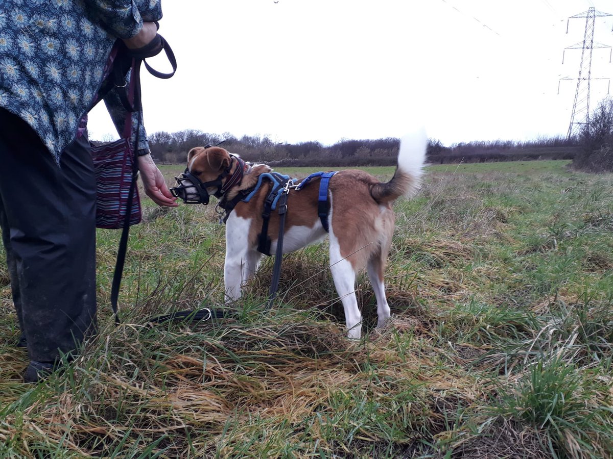 HopeForRonnie's tweet photo. So life with our latest Rescue Max (who was severely abused) still revolves around daily training and counter conditioning as he shows fear aggression towards other dogs and people #nevergiveup #RomanianRescues @EvermoreDog https://t.co/plA6iNu1iU