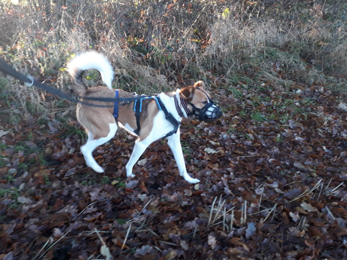 So life with our latest Rescue Max (who was severely abused) still revolves around daily training and counter conditioning as he shows fear aggression towards other dogs and people #nevergiveup #RomanianRescues <a href="/EvermoreDog/">EverMore Dog Rescue</a>