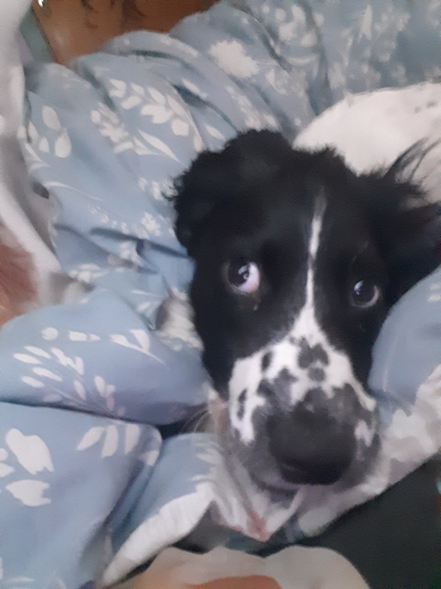 yana_banana_rhi's tweet photo. #spadetwtselfieday 
#lancerday

Lancer's 5 months and lost 2 of his baby teeth. Peepocry he's growing up so fast https://t.co/v1JiYgvV3G