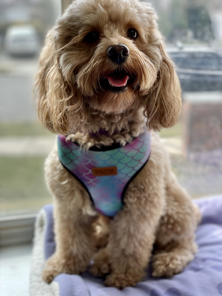 FantasyCoachJB's tweet photo. Check out our Layla girl modeling her new @packleashes harness! She loves how comfortable it is and we love how pretty she looks in it!
Order yours at https://t.co/9d3Ggfmf92 and use the promo code LAYLABARRY20 for 20% off your order! #packleashes #thepack #cockapoo #dogharness #DogsofTwittter
