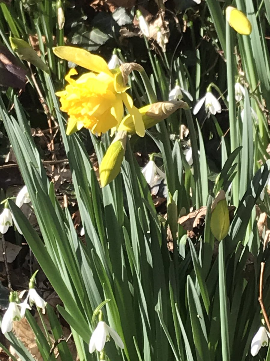 Lesser Celandines all along the path and daffodils on the snowdrop bank. #signsofspring #wildflowerhour @wildflower_hour