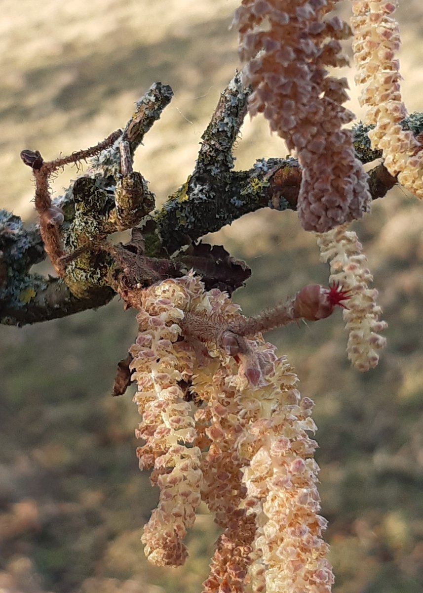 hoopsliz's tweet photo. At last i have found some tiny female hazel flowers in Yorkshire Dales along with catkins. I had never noticed these gems before seeing others post their pictures. Thanks #wildflowerhour. Some decent lichen too. https://t.co/QIpvpnEYyO