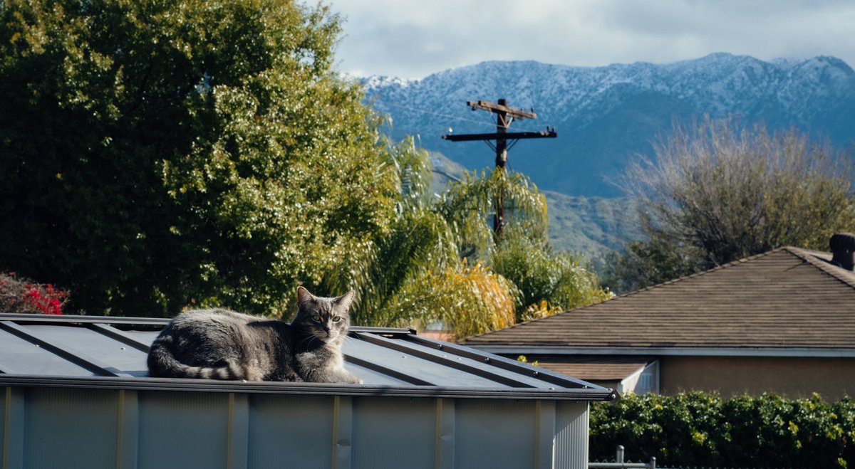 GM to this majestic mew with LA's new snowy mountain view.

#Caturday #CatsOfTwitter #LosAngeles #snow #Leica #SIGMAfpL