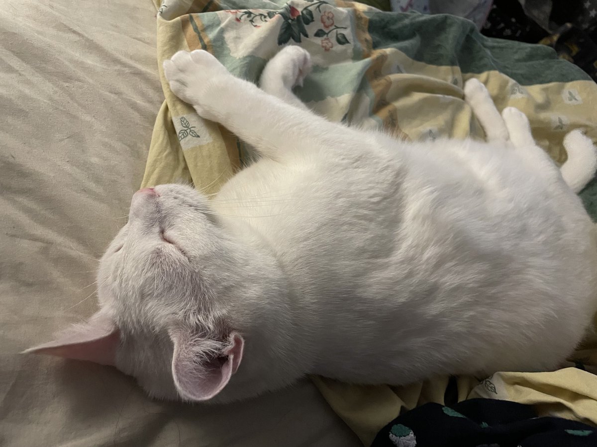 OliKockova's tweet photo. Letadla, hotely, salónky, večírky.
Dobrý.
Ale doma je prostě tam, kde je Chlupatá pětka 😻🥰
#mňauhovádka #happyOli https://t.co/WAYPwGciV0