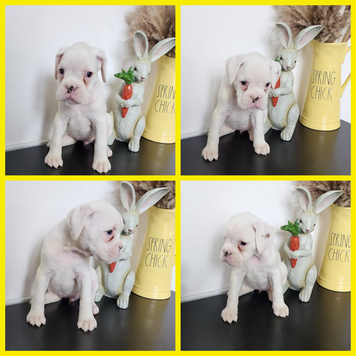 sandmanboxers's tweet photo. #sandmanboxers #viral #viralreels #viralshorts #love #dog #youtube #ytshorts #ytshortsvideo https://t.co/q96MxIaObU Sandmanboxers@aol.com https://t.co/ifasGMND41